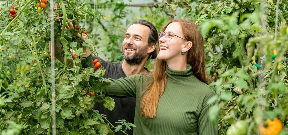 Tomaten pflücken